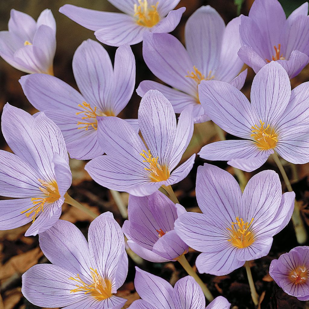 Crocus pulchellus - Crocus d'automne