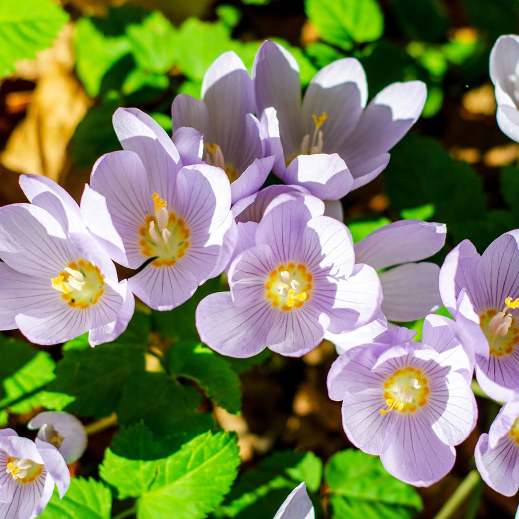 Crocus pulchellus - Crocus d'automne