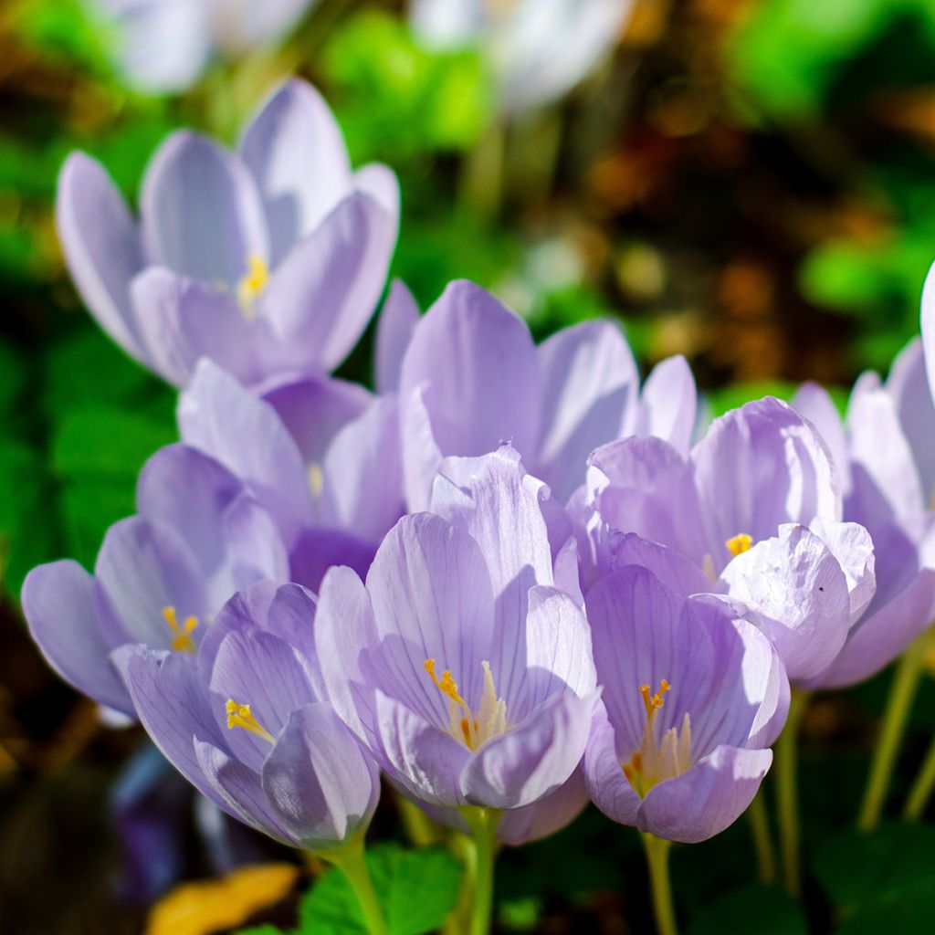 Crocus pulchellus - Crocus d'automne