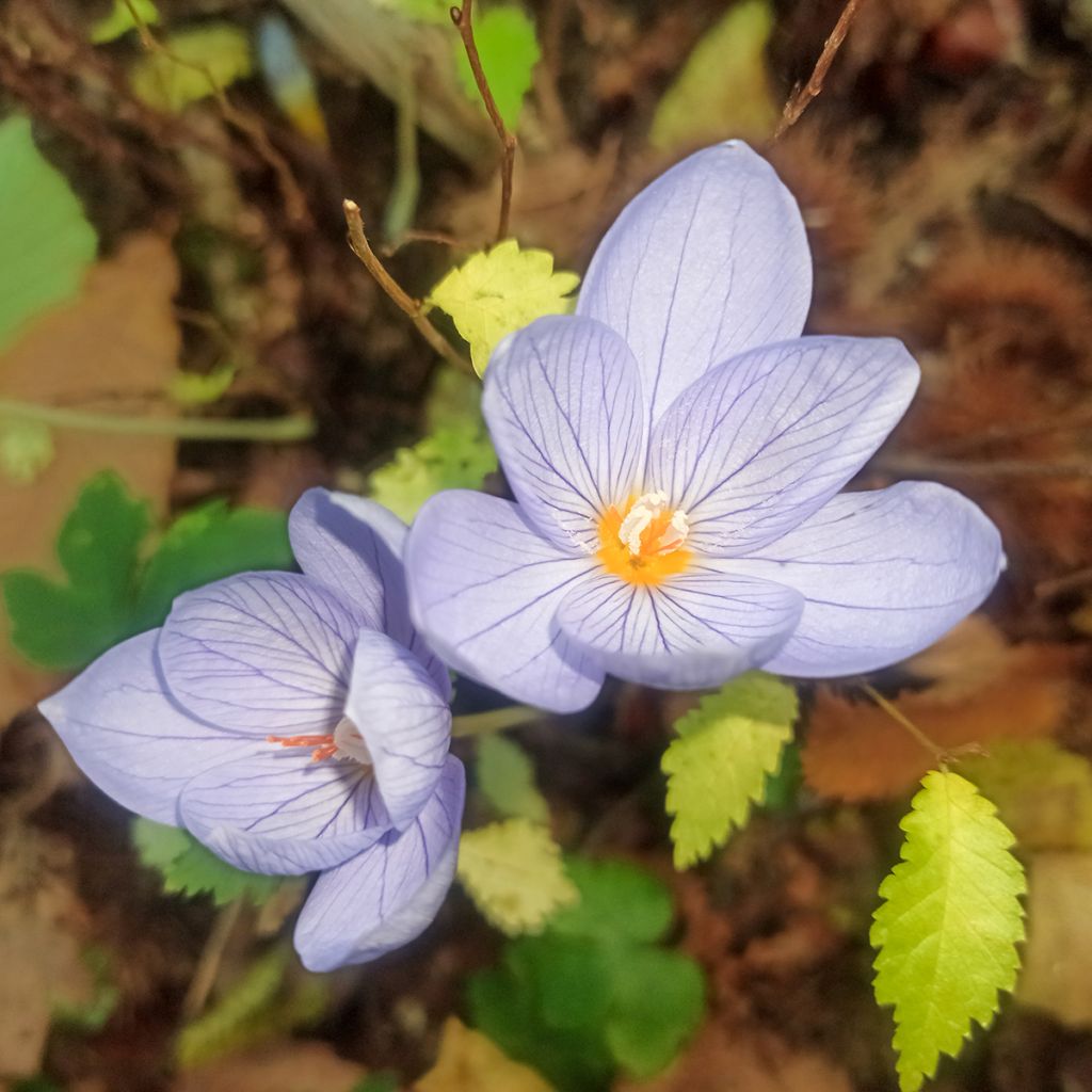 Crocus pulchellus - Crocus d'automne