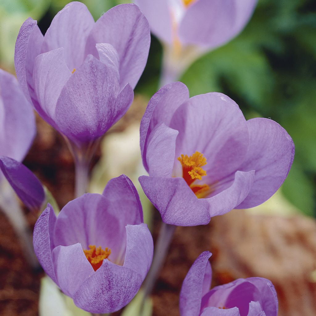 Crocus serotinus subsp salzmannii - Crocus d'automne