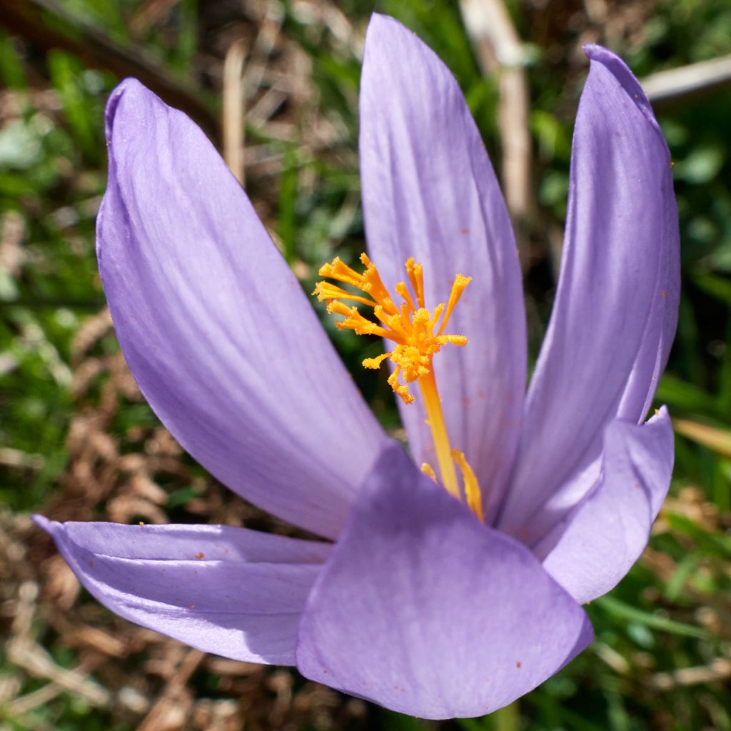 Crocus serotinus subsp salzmannii - Crocus d'automne