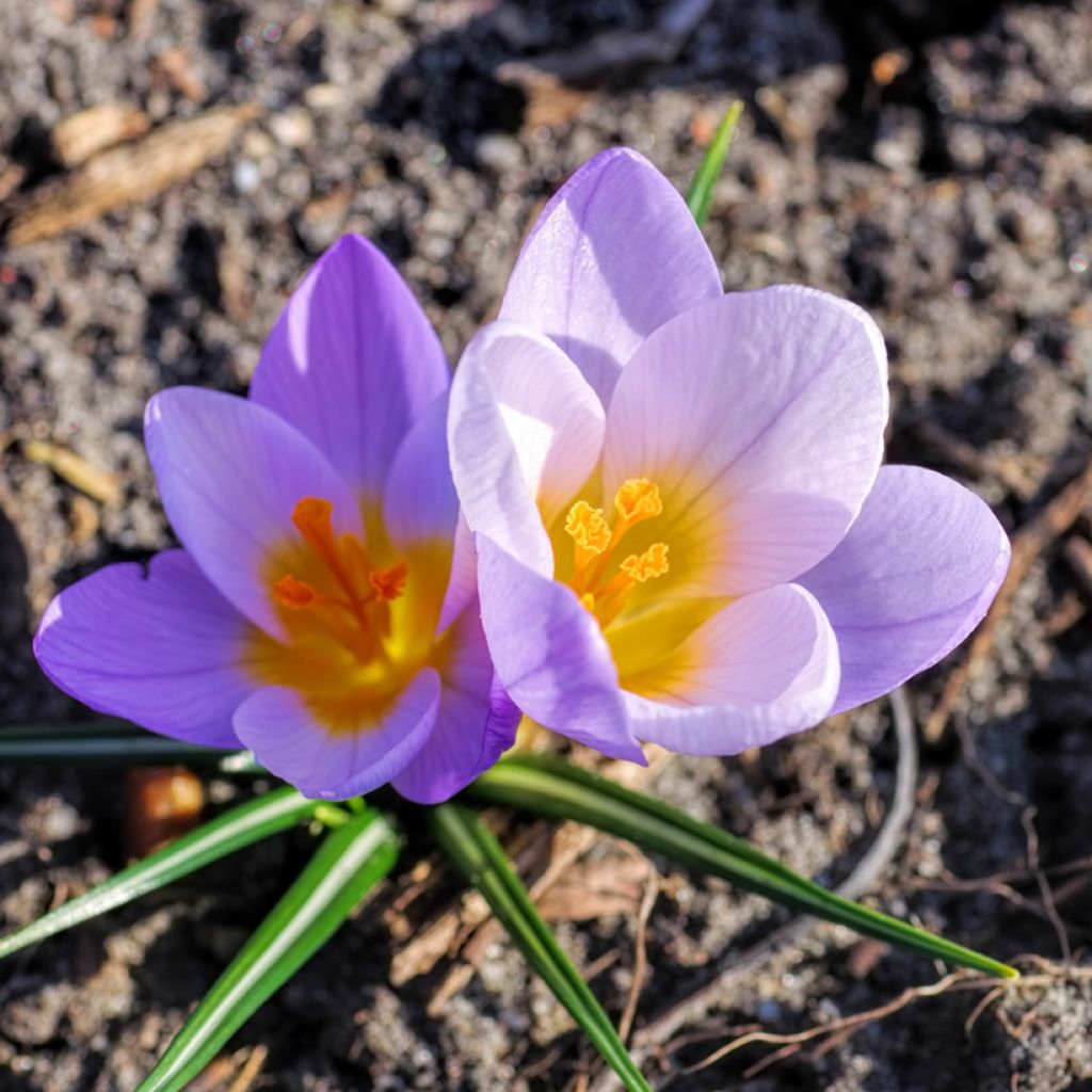 Crocus sieberi Firefly