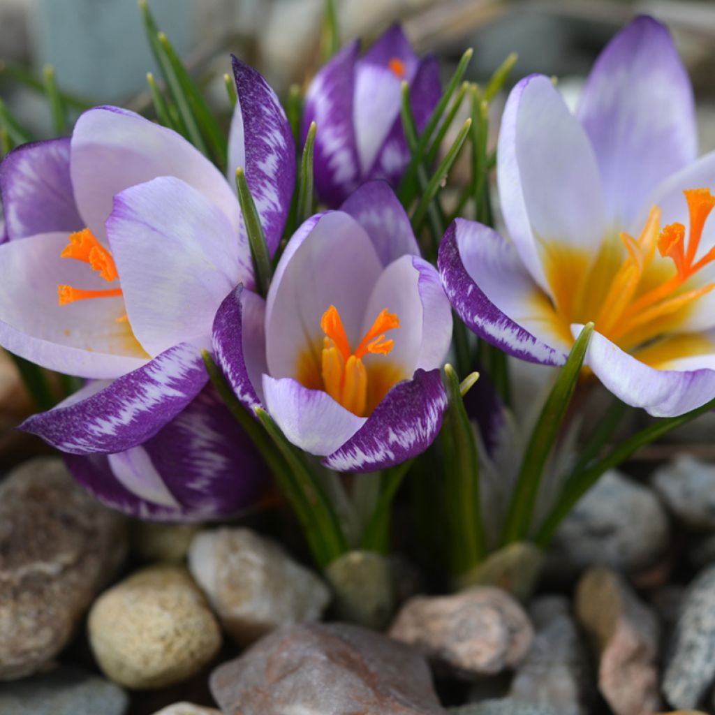 Crocus sieberi Hubert Edelstein