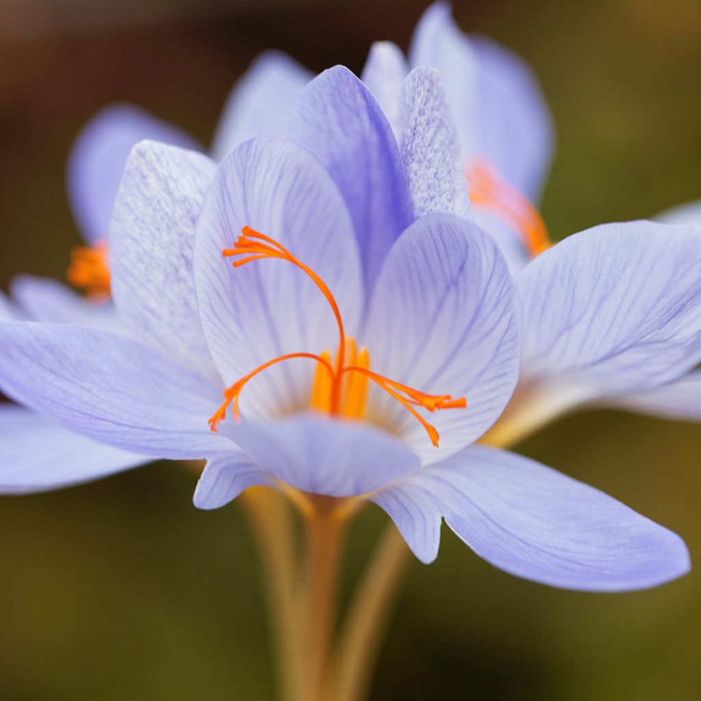 Crocus speciosus Aitchisonii - Crocus d'automne