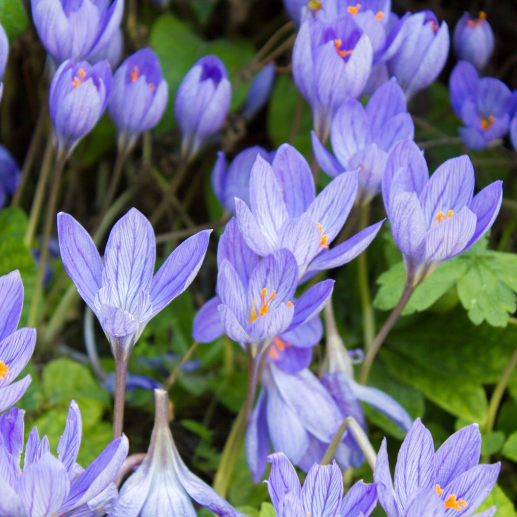 Crocus speciosus Aitchisonii - Crocus d'automne