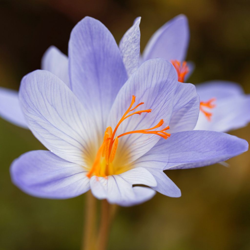 Crocus speciosus Aitchisonii - Crocus d'automne