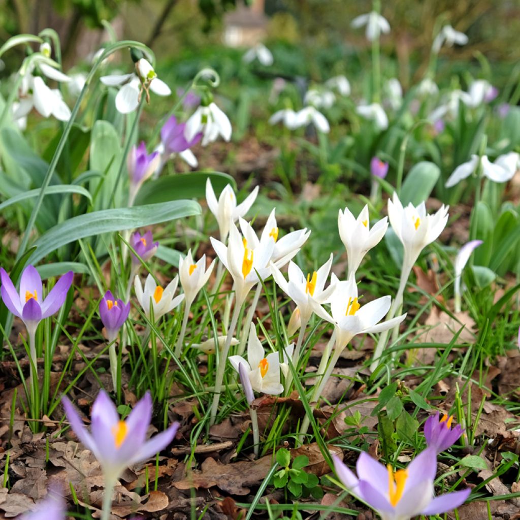 Crocus tommasinianus Albus