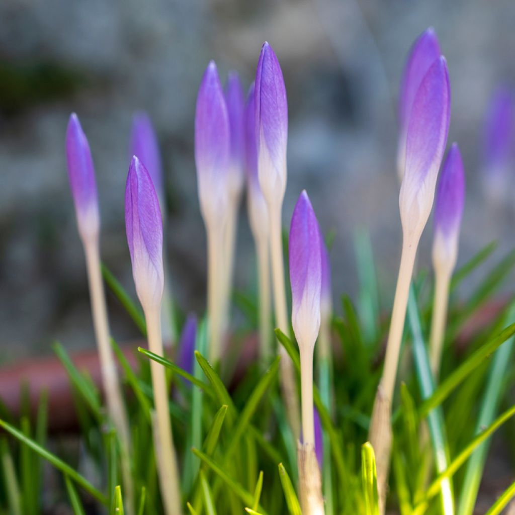 Crocus tommasinianus Barr's Purple