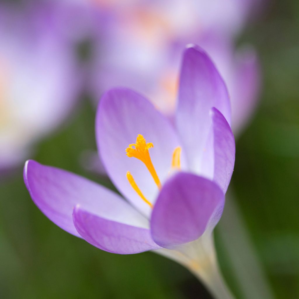 Crocus tommasinianus