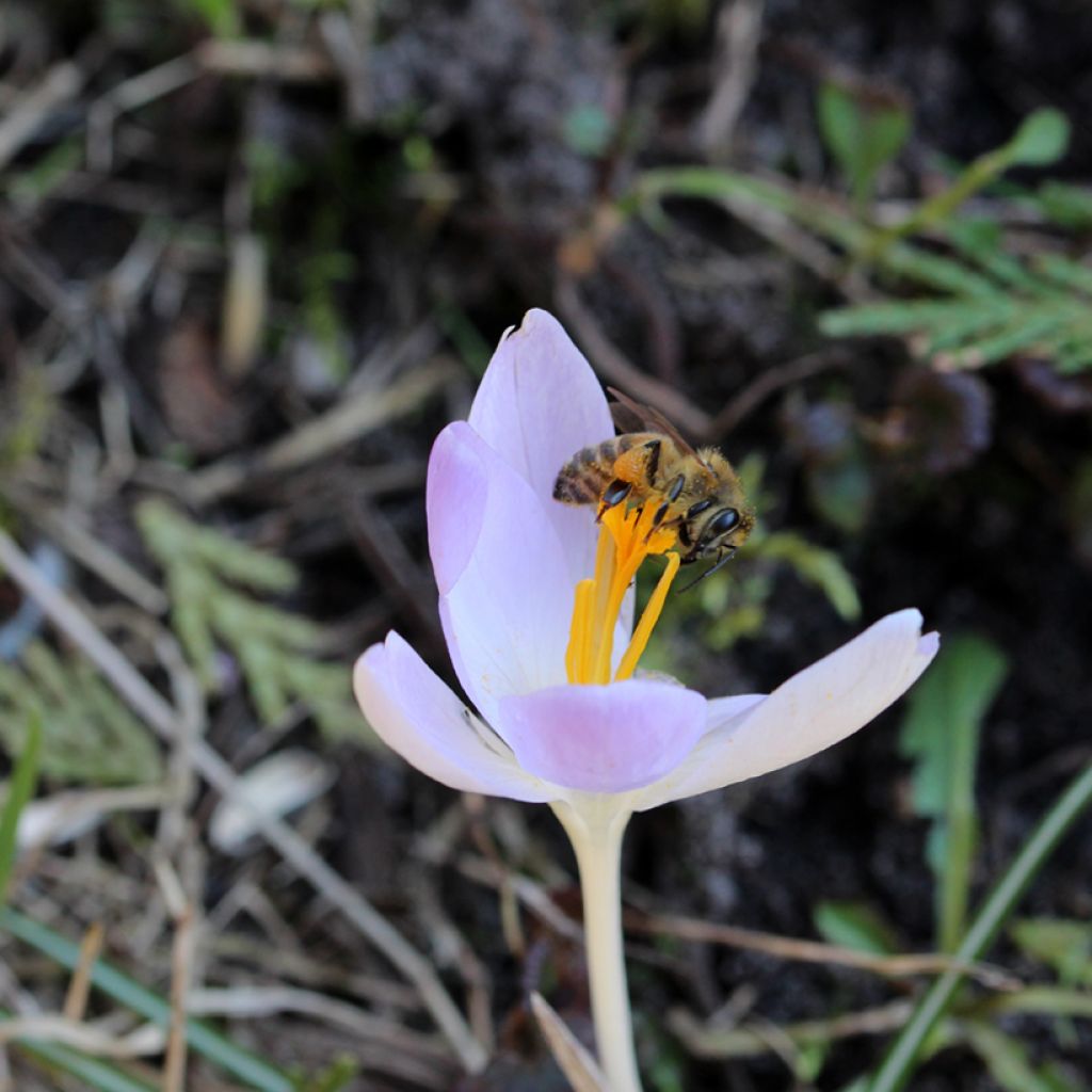 Crocus tommasinianus