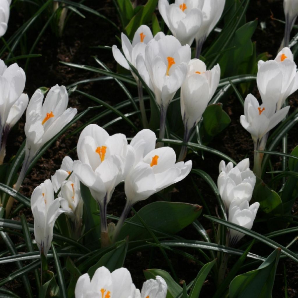 Crocus Mammouth Jeanne D'Arc