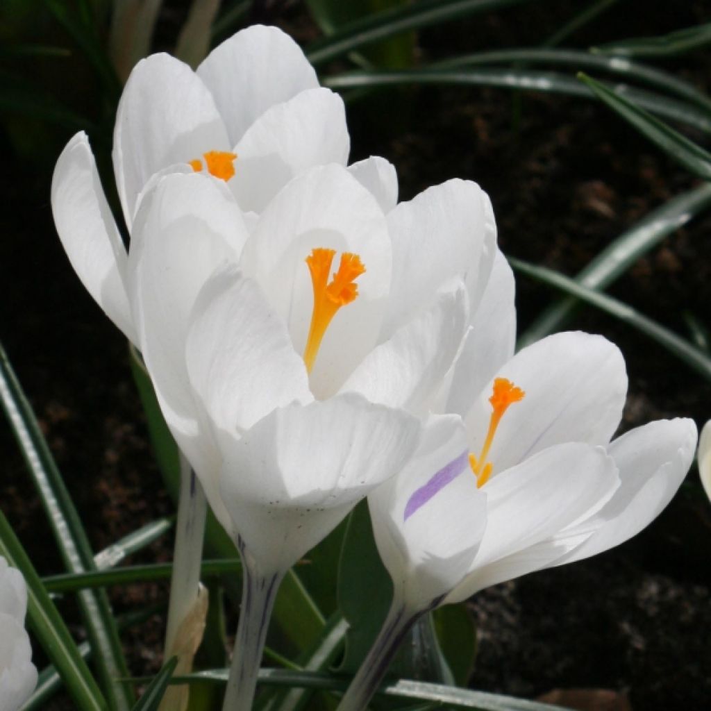 Crocus Mammouth Jeanne D'Arc