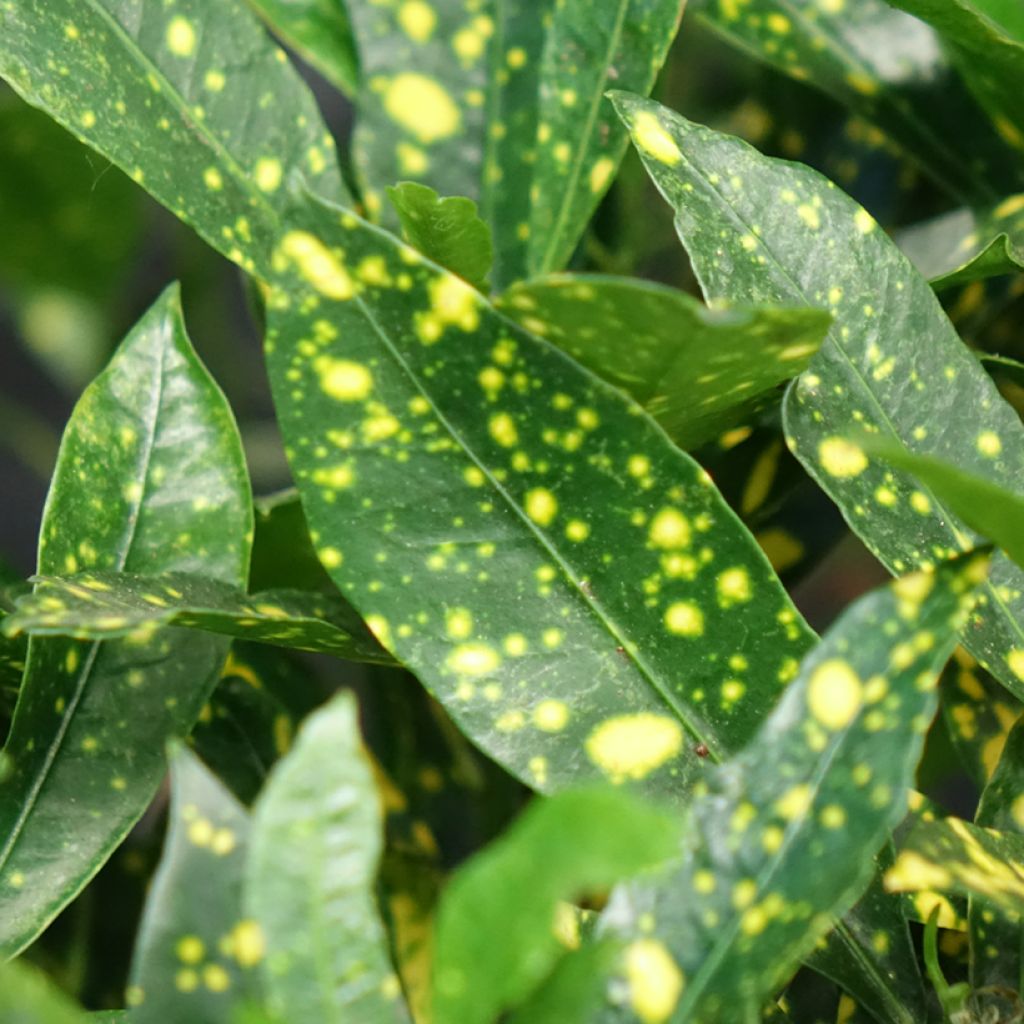 Croton Aucubaefolia - Codiaeum