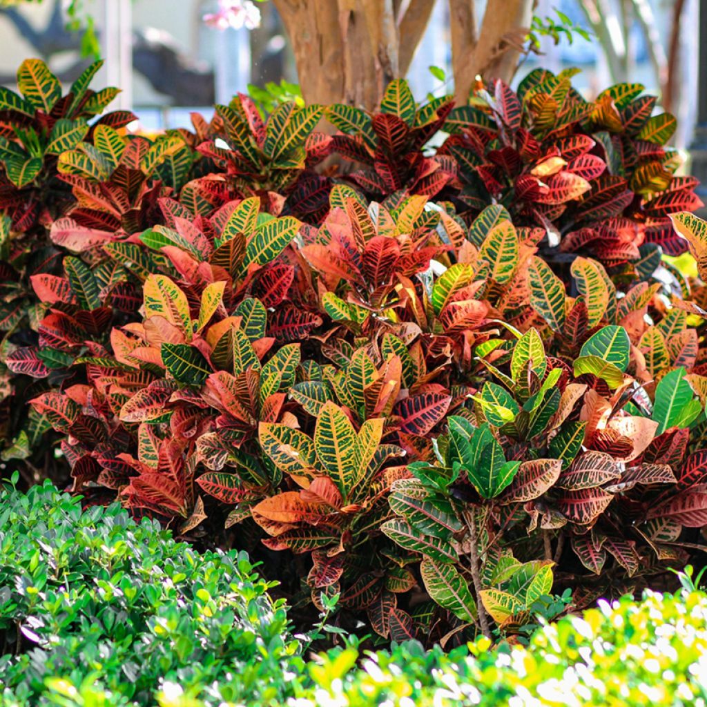 Croton Petra - Codiaeum
