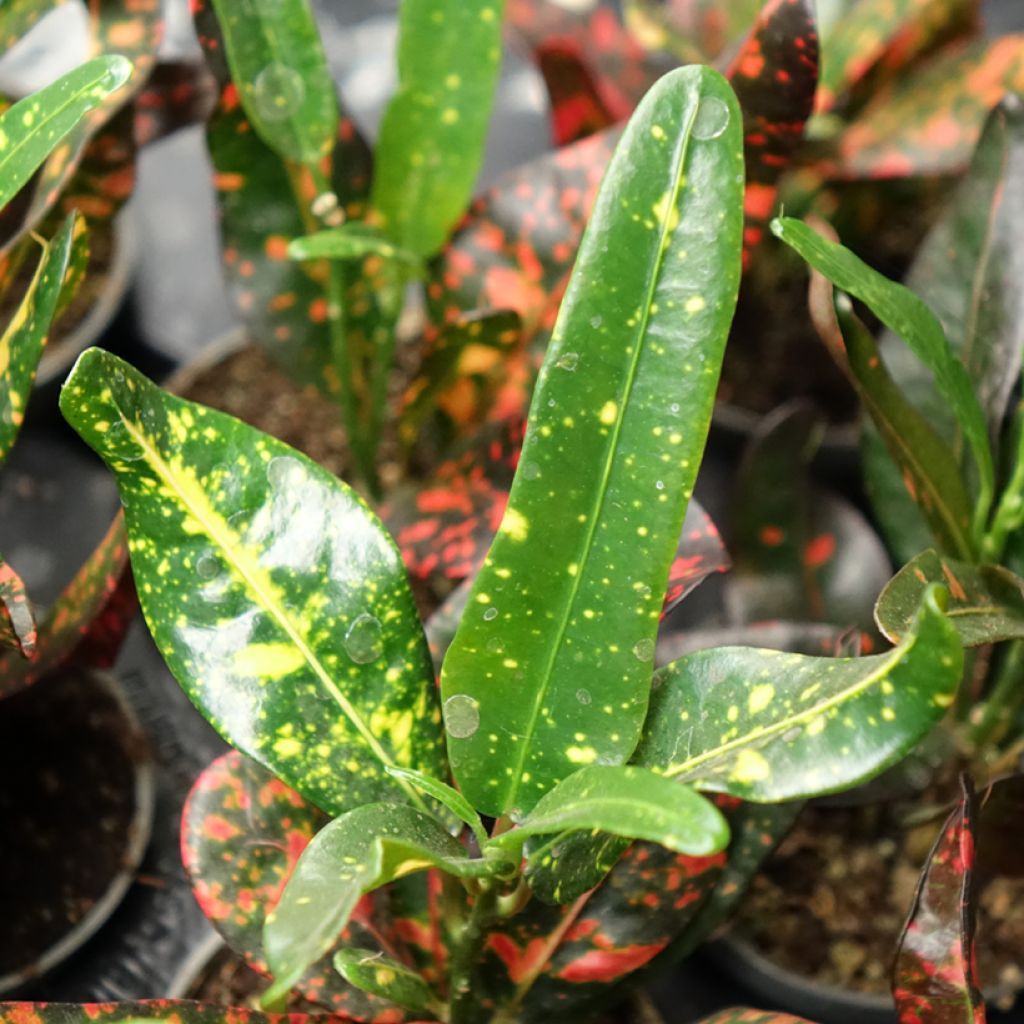 Croton Red Batik - Codiaeum