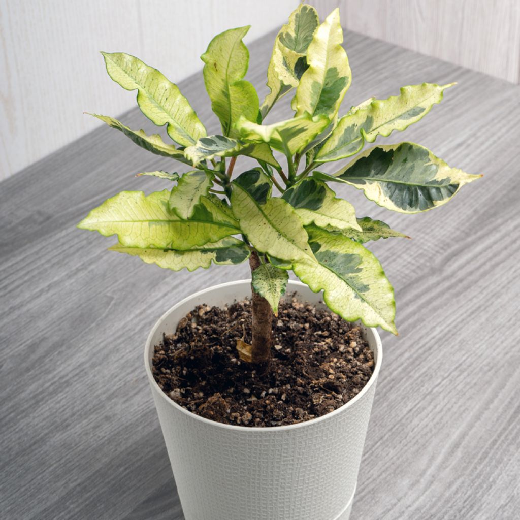 Croton Tamara - Codiaeum arbustif