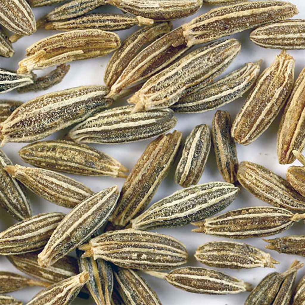 Cumin - Cuminum Cyminum