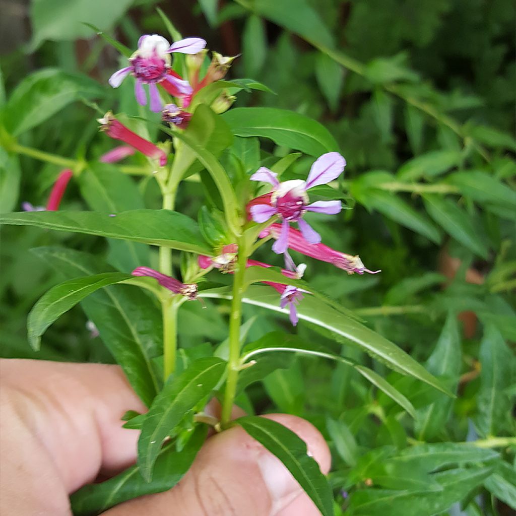 Cuphea Twinkle Pink - Plante cigarette