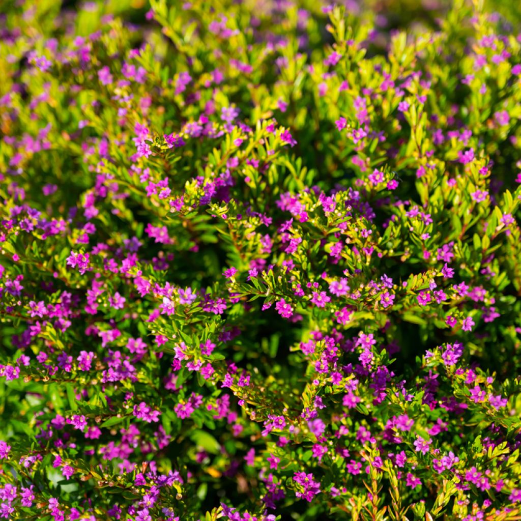 Cuphea hyssopifolia Purple - Fausse bruyère, Etoile du Mexique