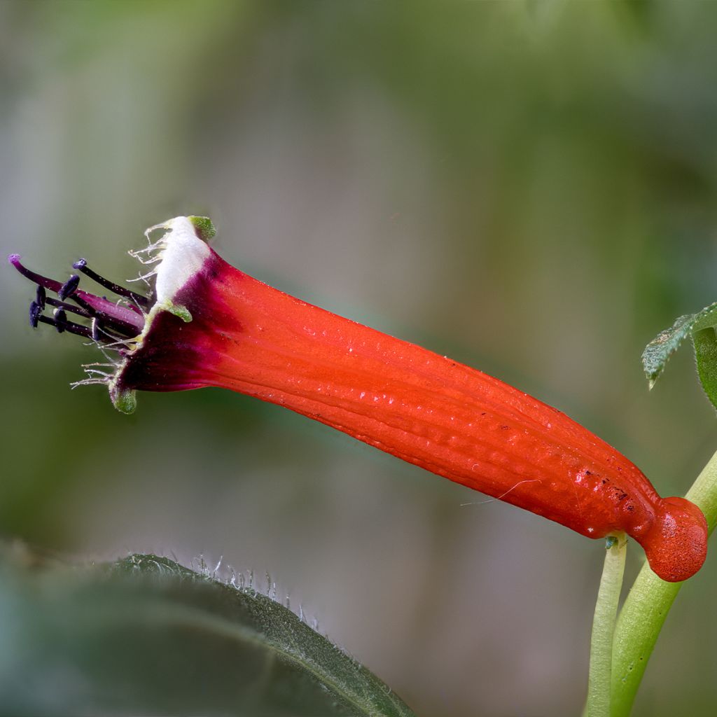 Cuphea ignea Scarlet - Plante cigarette rouge feu