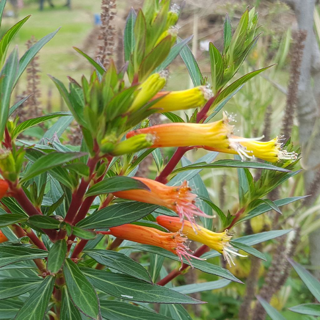 Cuphea micropetala - Plante cigarette