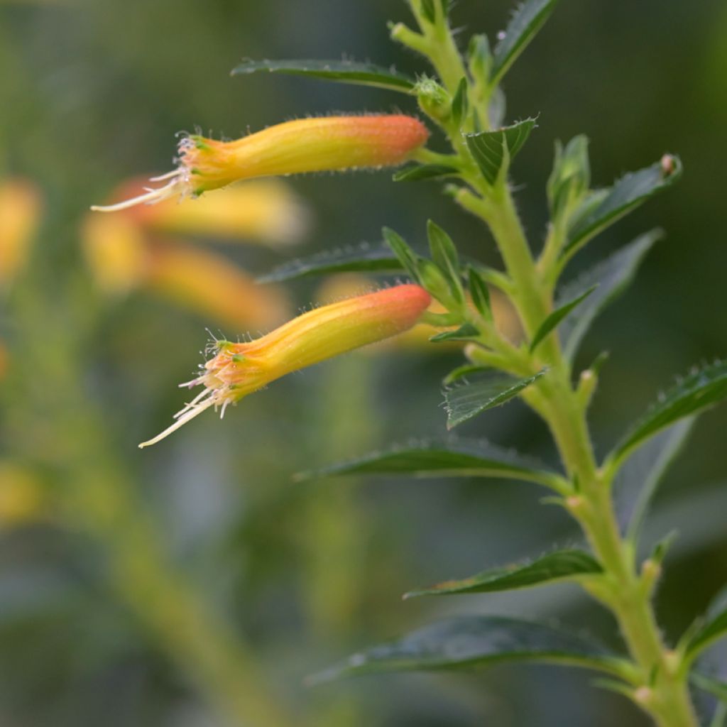 Cuphea micropetala - Plante cigarette