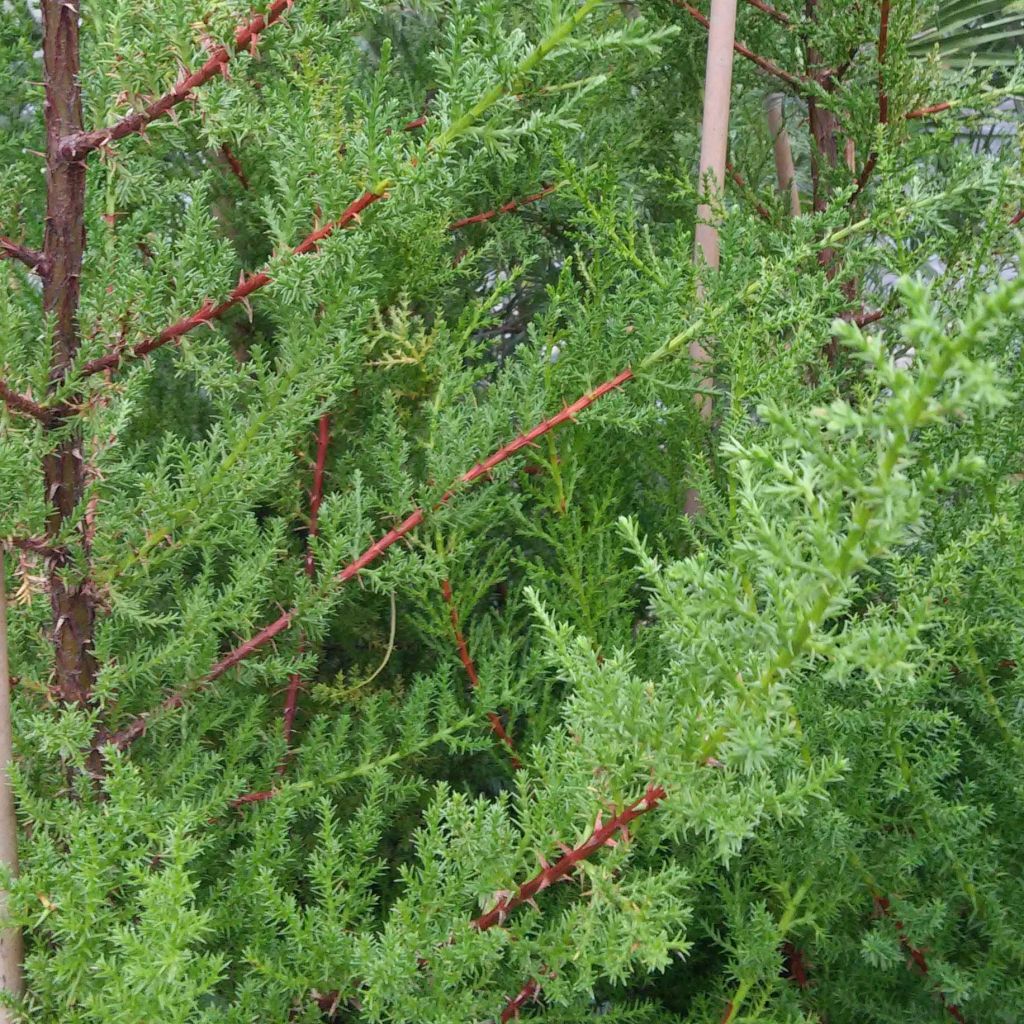 Cupressus macrocarpa - Cyprès de Lambert 
