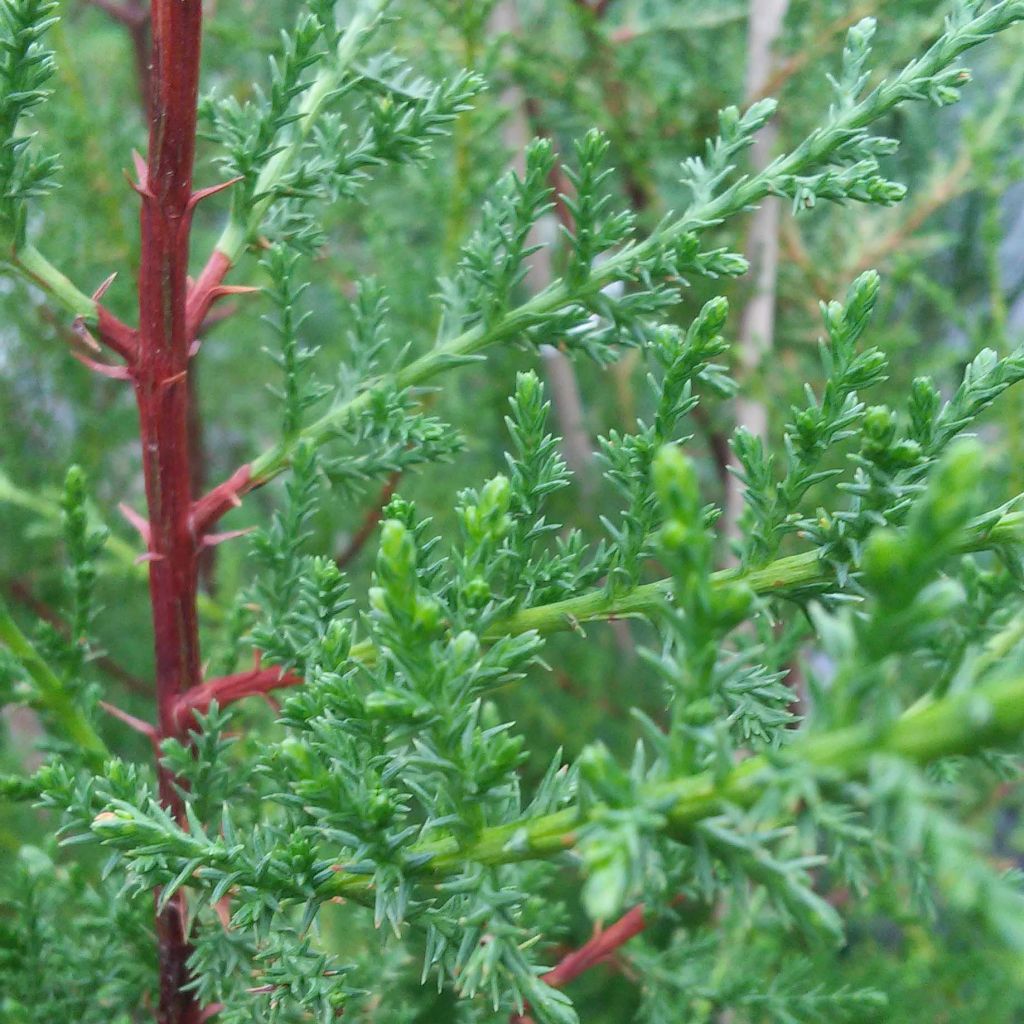 Cupressus macrocarpa - Cyprès de Lambert 