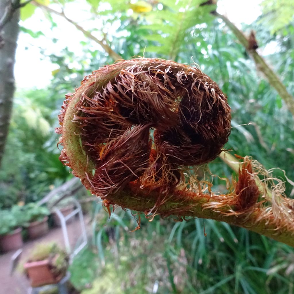 Cyathea australis - Fougère arborescente