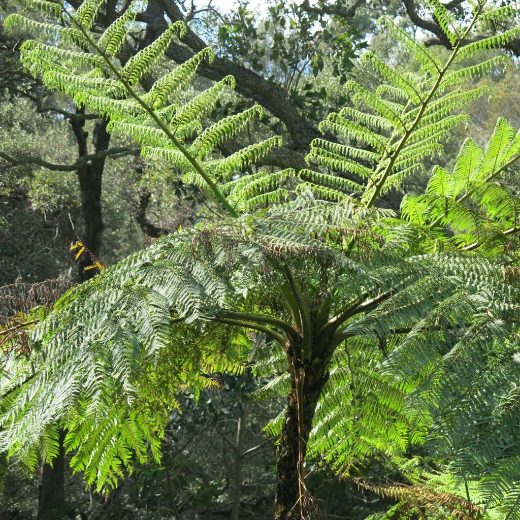 Cyathea medullaris - fougère arborescente
