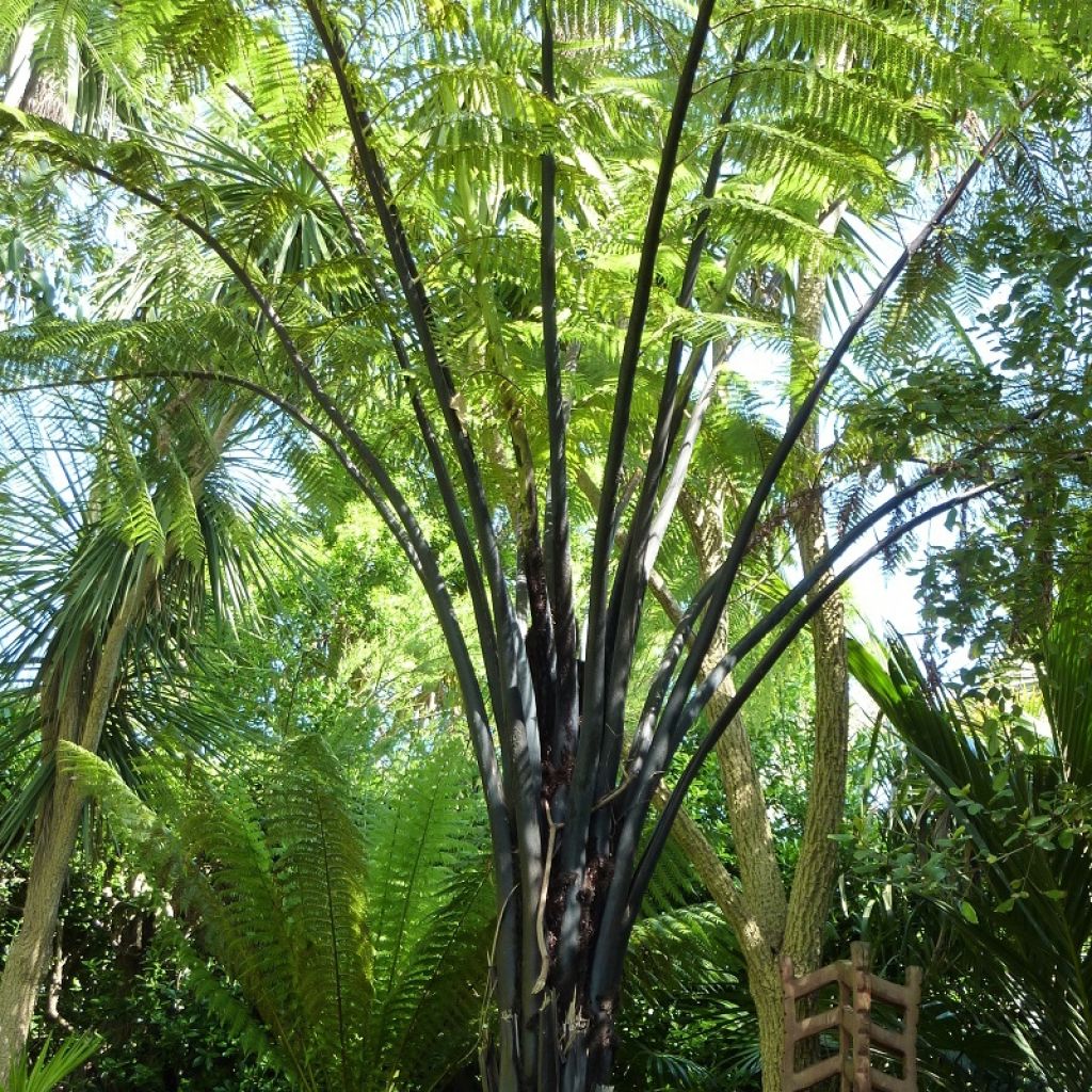 Cyathea medullaris - Fougère arborescente