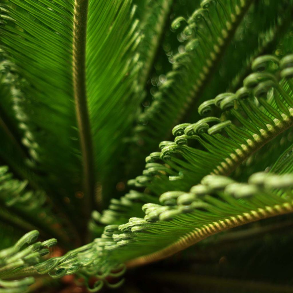 Cycas revoluta - Cycas du Japon