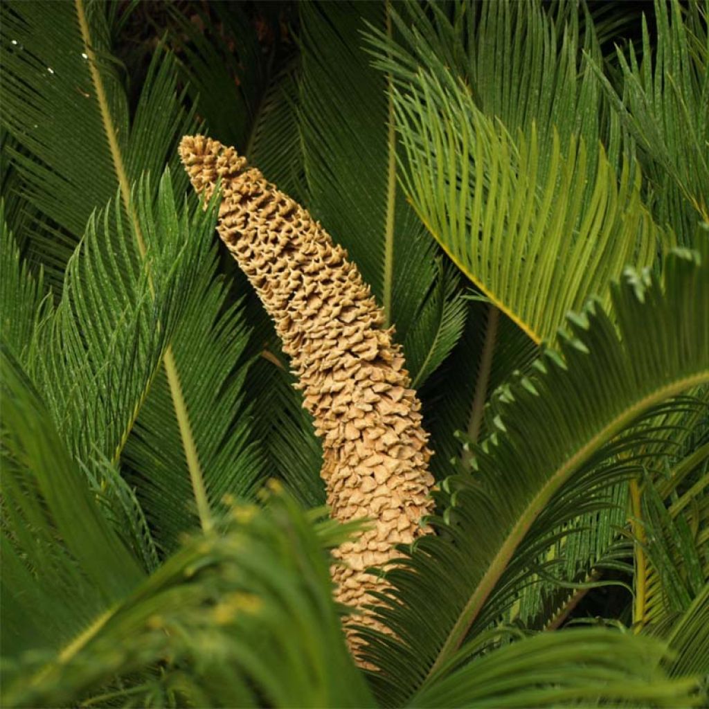 Cycas revoluta - Cycas du Japon