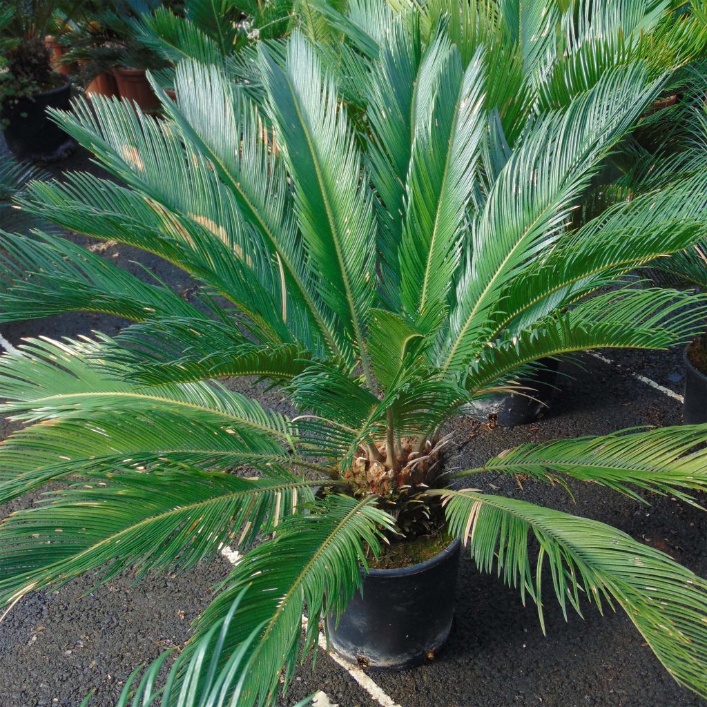 Cycas revoluta - Cycas du Japon