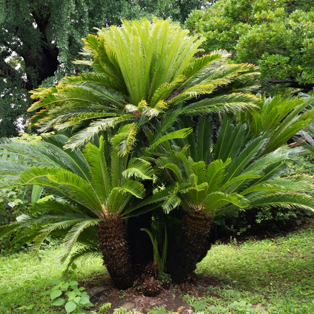 Cycas revoluta - Cycas du Japon