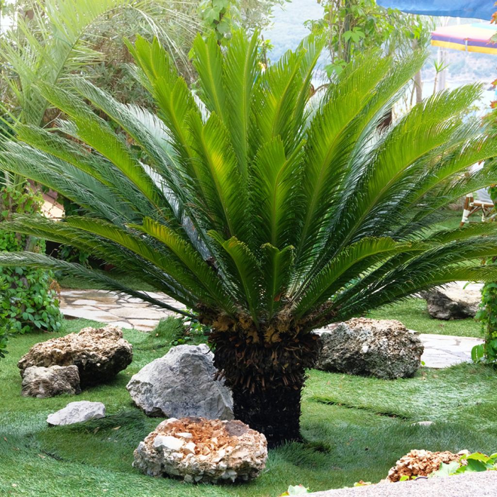 Cycas revoluta - Cycas du Japon