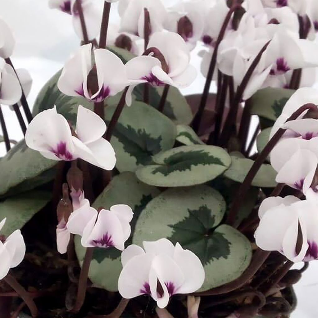 Cyclamen coum Christmas Tree blanc