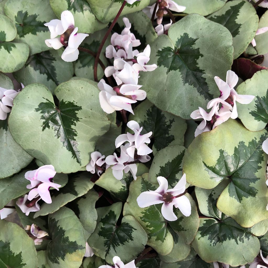 Cyclamen coum Christmas Tree blanc