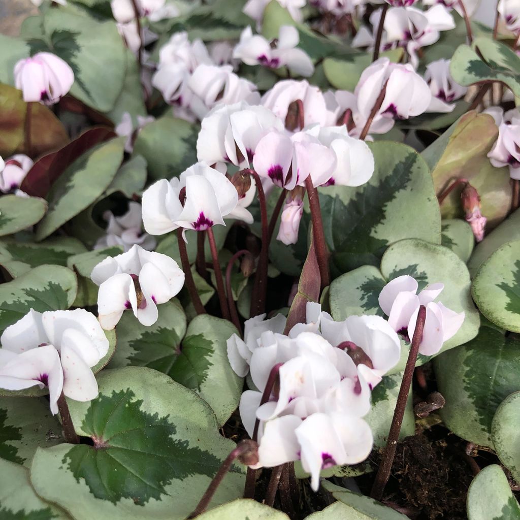 Cyclamen coum Christmas Tree blanc