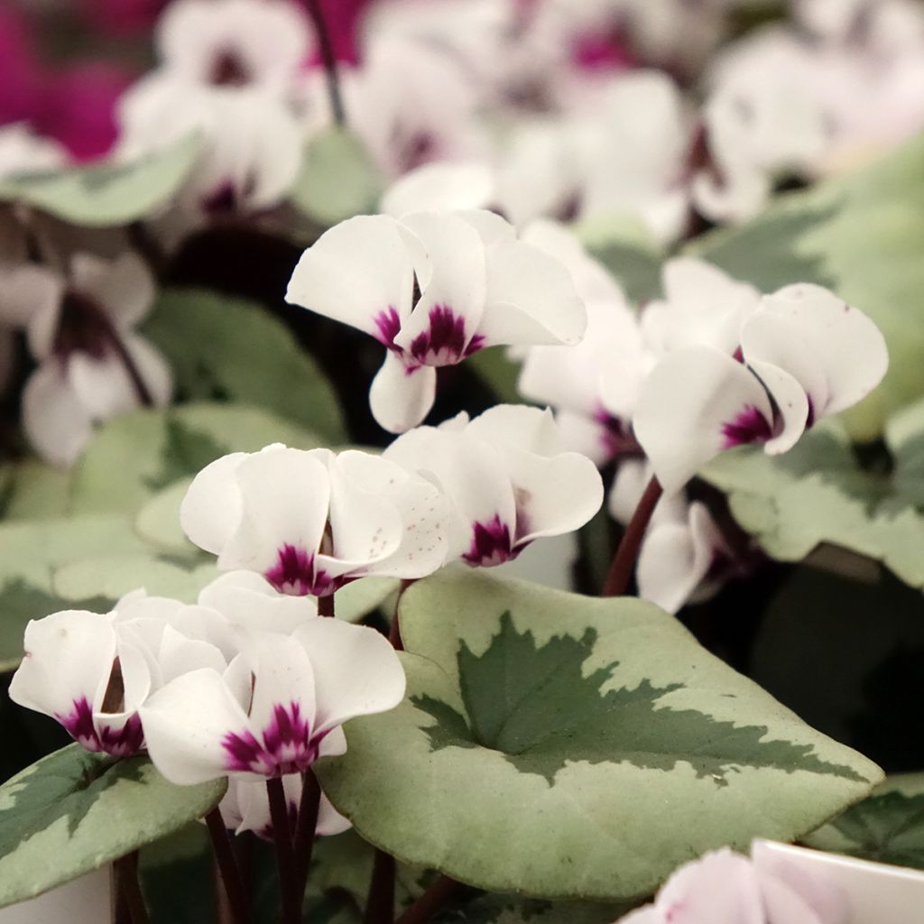 Cyclamen coum Christmas Tree blanc