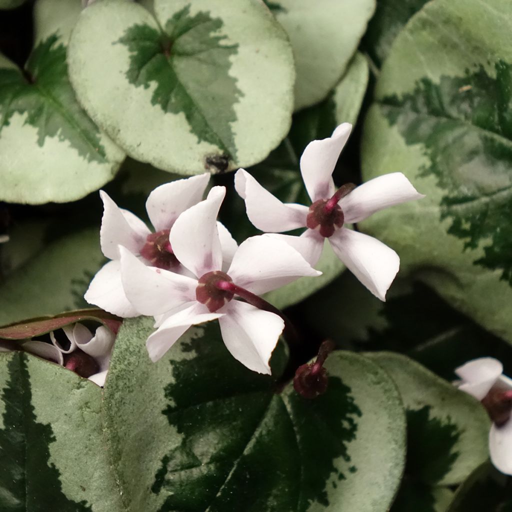 Cyclamen coum Christmas Tree blanc