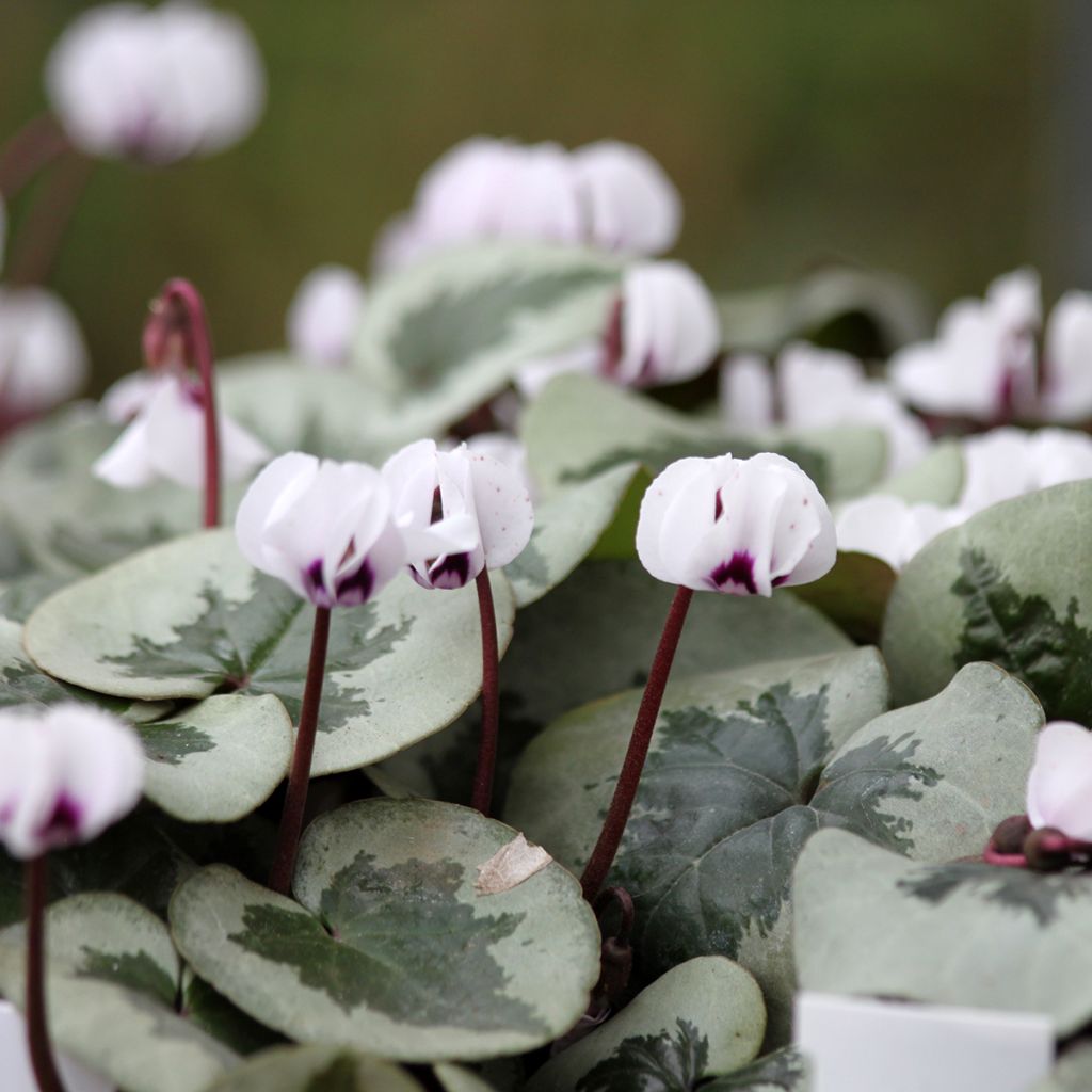 Cyclamen coum Christmas Tree blanc