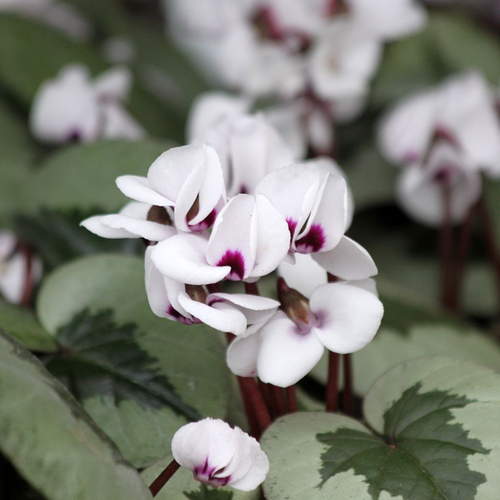 Cyclamen coum Christmas Tree blanc