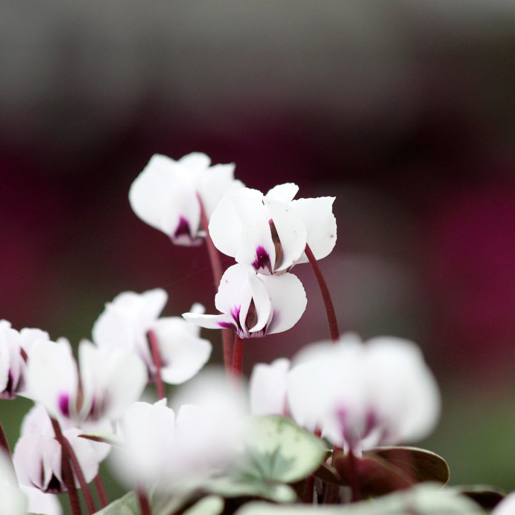 Cyclamen coum Christmas Tree blanc