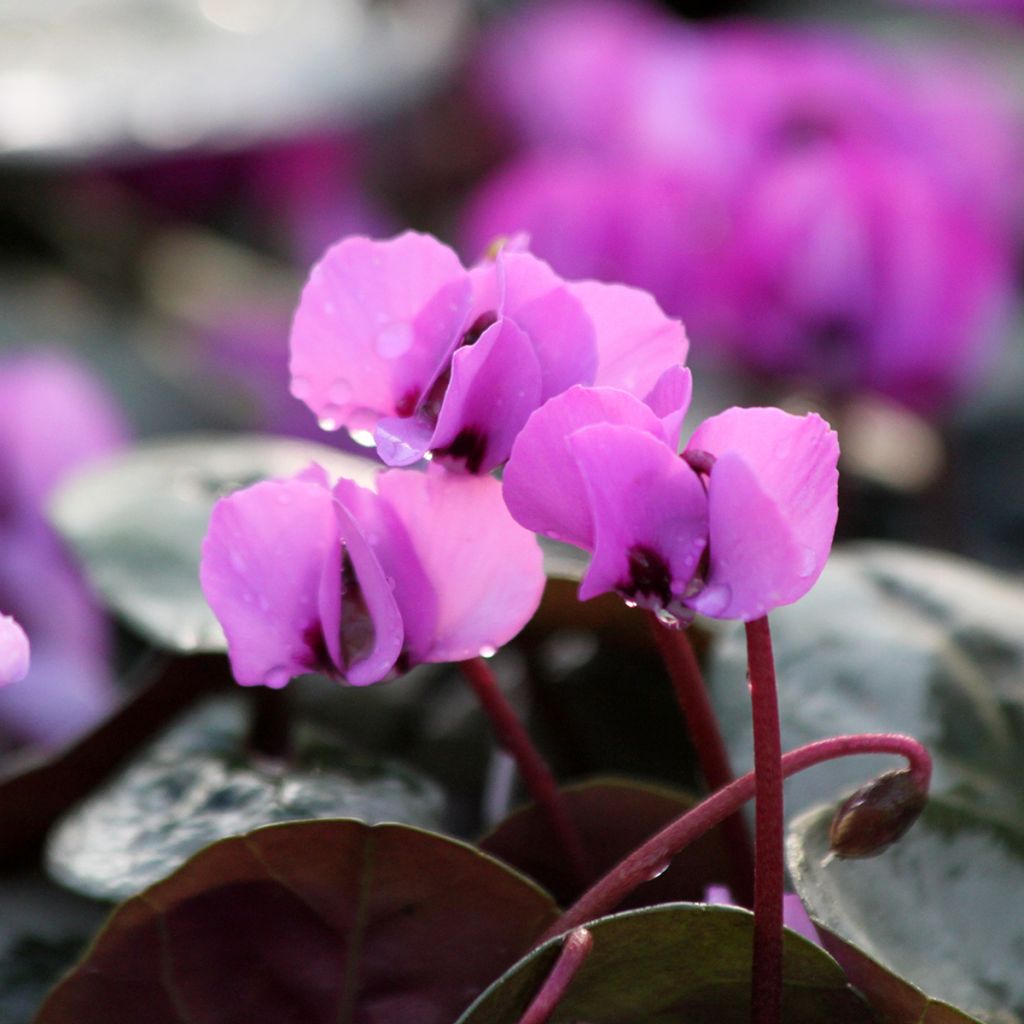 Cyclamen coum Christmas Tree rose