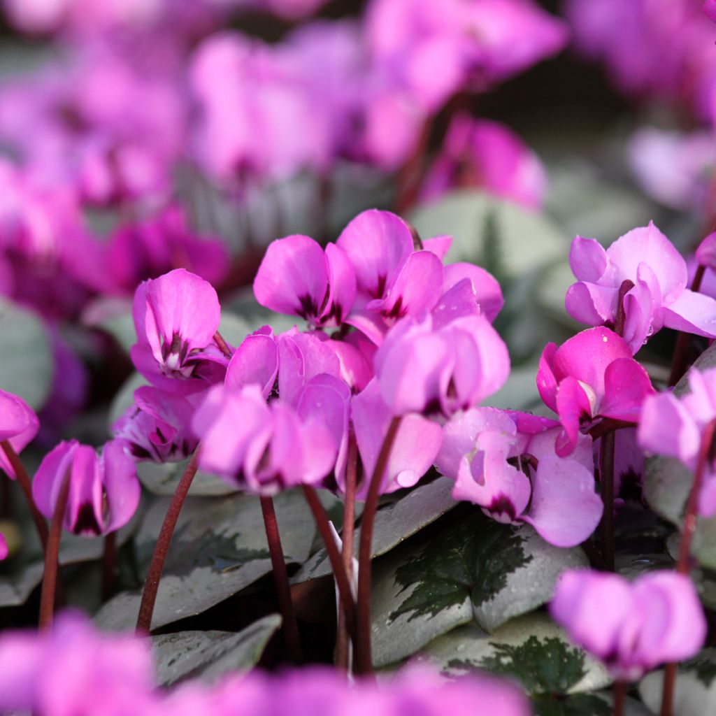 Cyclamen coum Christmas Tree rose