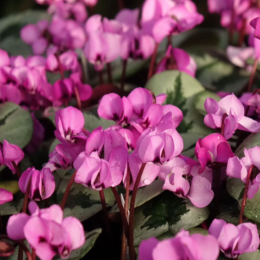 Cyclamen coum Christmas Tree rose