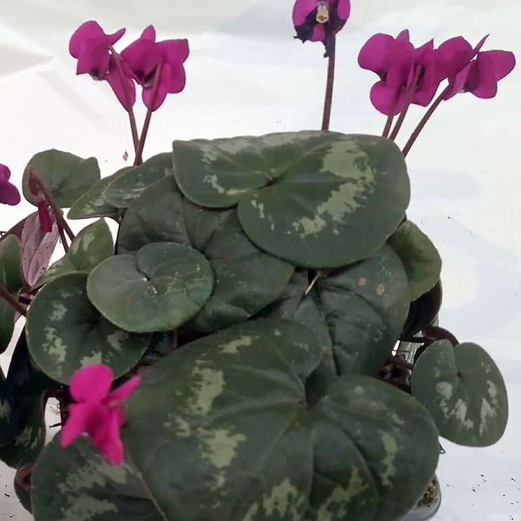 Cyclamen coum Meaden's Crimson feuillage marbré