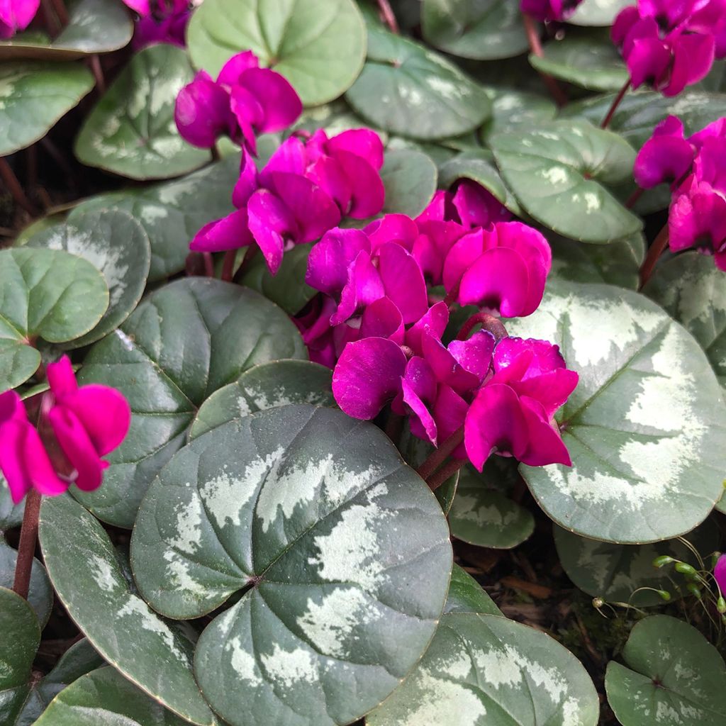 Cyclamen coum Meaden's Crimson feuillage marbré